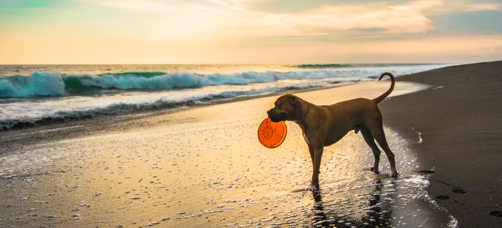 Método Punto de exclamación Virgen Todas las playas para perros de España a las que podrás ir este verano con  tu mascota | Actualidad | LOS40