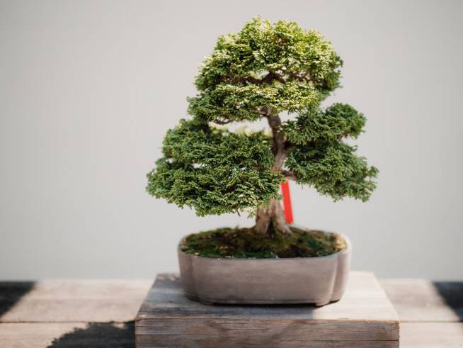 La técnica bonsái tiene muchos beneficios para la salud.