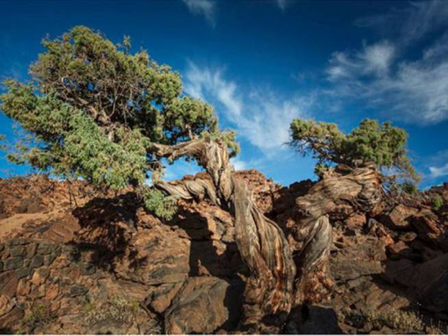 El cedro &#039;El Patriarca&#039; se encuentra dentro del Teide y es el árbol más antiguo de Europa.