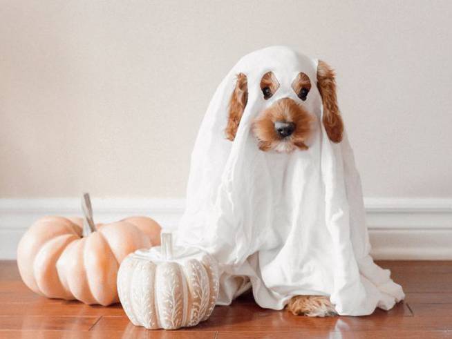 Disfraces de Halloween para tu perro o tu gato: 7 ideas originales para  mascotas, Eventos