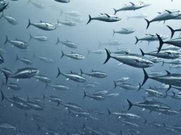 El mercurio de los peces, una seria amenaza para la salud