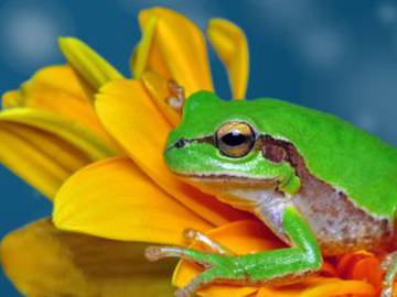 La sorprendente relación entre el canto de las ranas y el cambio climático