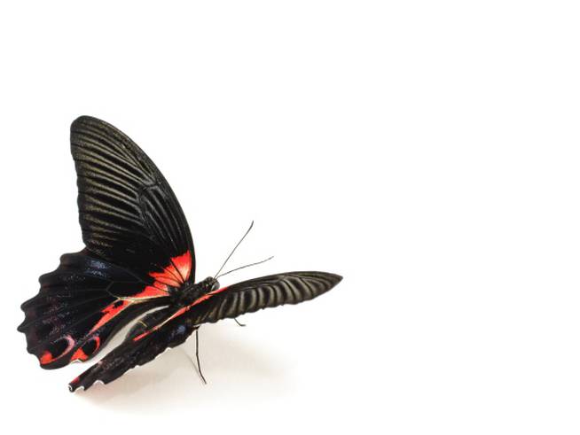 Las alas de la mariposa negra tienen el secreto para mejorar las