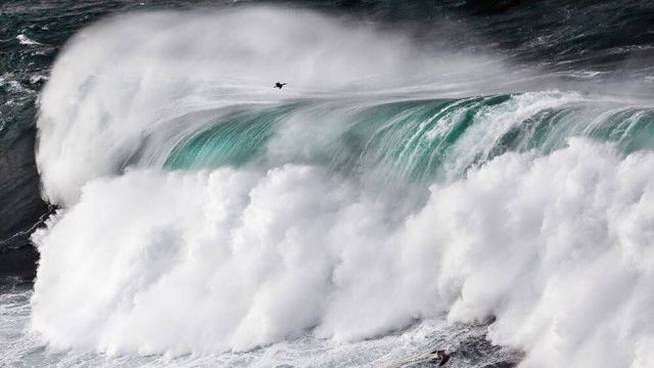 Cormorán moñudo sobrevolando las olas en la costa de Asturias, España.