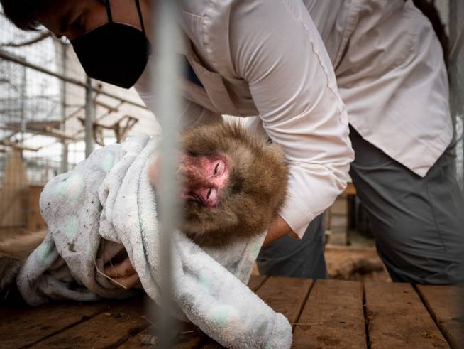 El equipo humano del Santuario se desvive para que los monos tengan la mejor vida posible