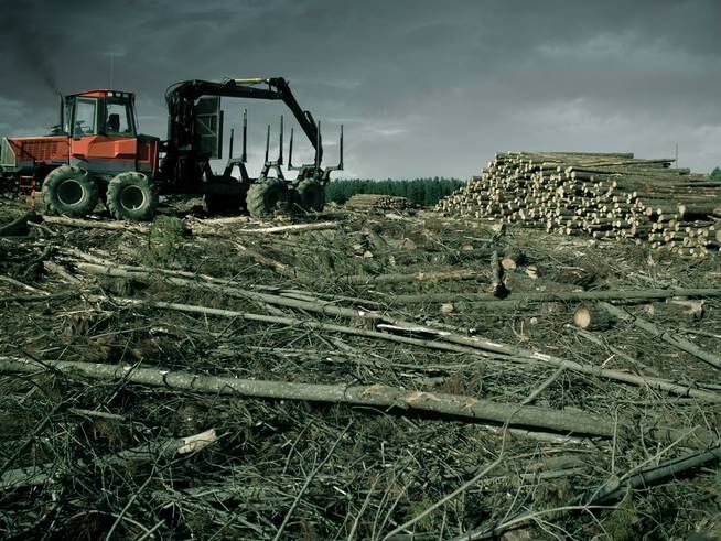 El extractivismo está detrás de prácticas como la deforestación.