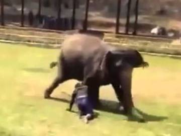 Este hermoso elefante defiende a su cuidador de un ataque