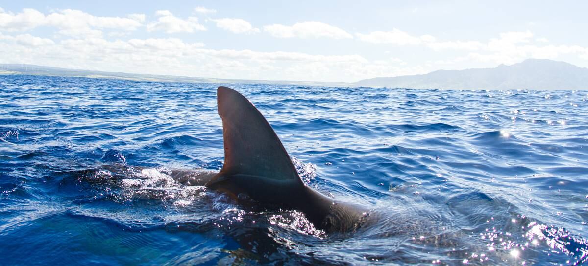 Imagen de recurso de un tiburón.