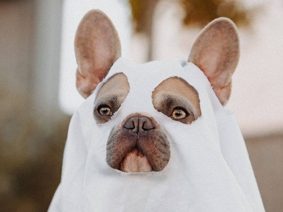 Recuento Arne editorial Disfraces de Halloween para tu perro o tu gato: 7 ideas originales para  mascotas | Eventos | LOS40