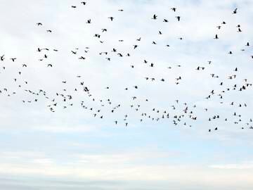 Alerta en Austria: han desaparecido casi la mitad de las aves en 24 años
