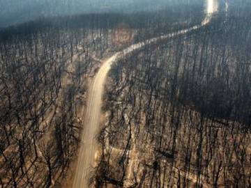 ¿Cuánto tarda en recuperarse un bosque tras un incendio?