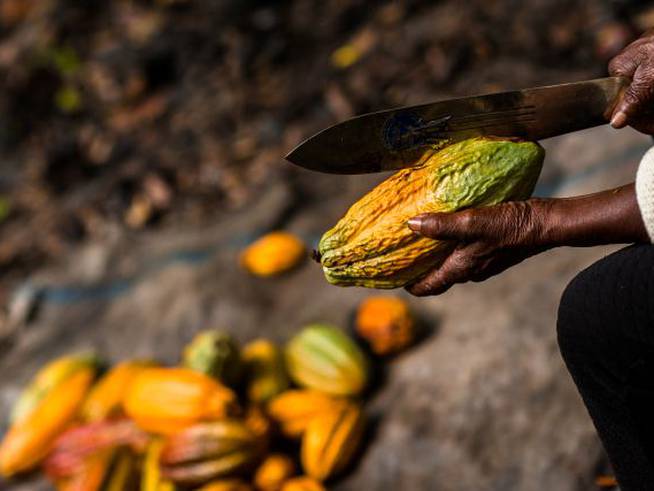 Los granos de cacao se extraen con ayuda de un machete.