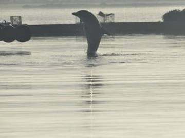 Manoliño: el delfín gallego que ha movilizado a 100.000 personas