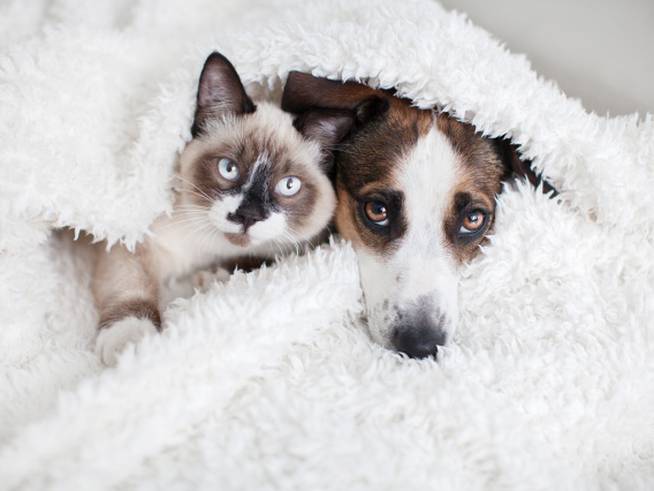 Un gato y un perro bajo una manta
