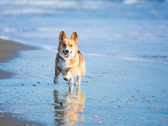 Un perro andando por la orilla del mar.