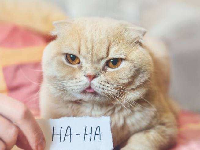 Un gato con un papel que refleja la broma.