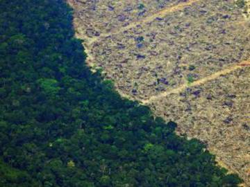 Buenas noticias para los bosques: Europa vota contra la “deforestación importada”