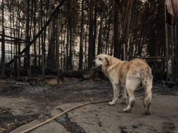 Los animales, los grandes olvidados en los incendios forestales