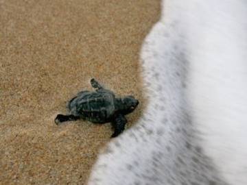 “El 100% de las tortugas que recuperamos tiene plástico en sus estómagos”