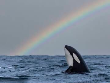 Muere Lolita, la orca que se convirtió en un símbolo contra la cautividad