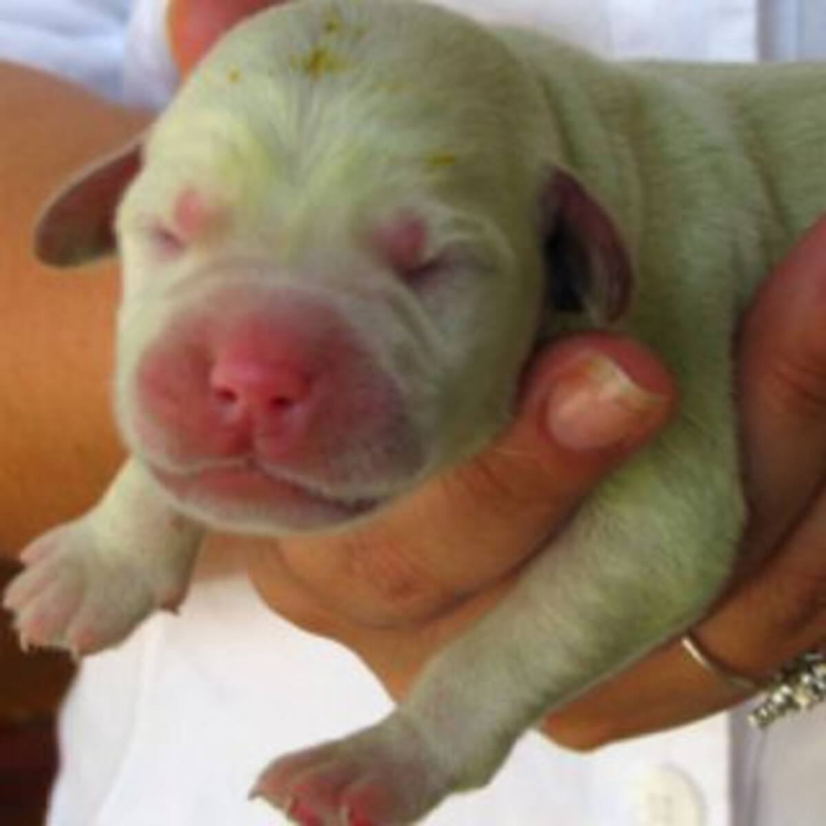 ¡OMG! Nació un perro de color verde en Estados Unidos