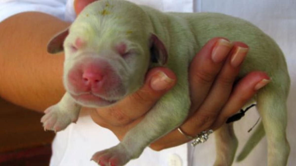 ¡OMG! Nació un perro de color verde en Estados Unidos