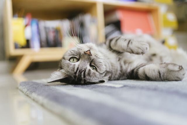 Al final no se supo que le pasó al gatito