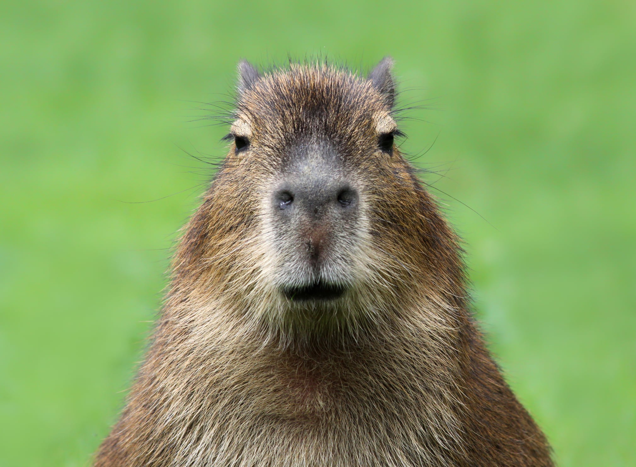Especies como la capibara también son habituales en algunos cafés japoneses.