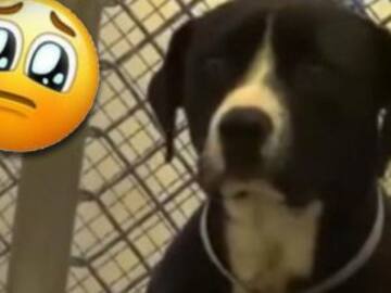Reacción de perrito al ser adoptado conmueve internet