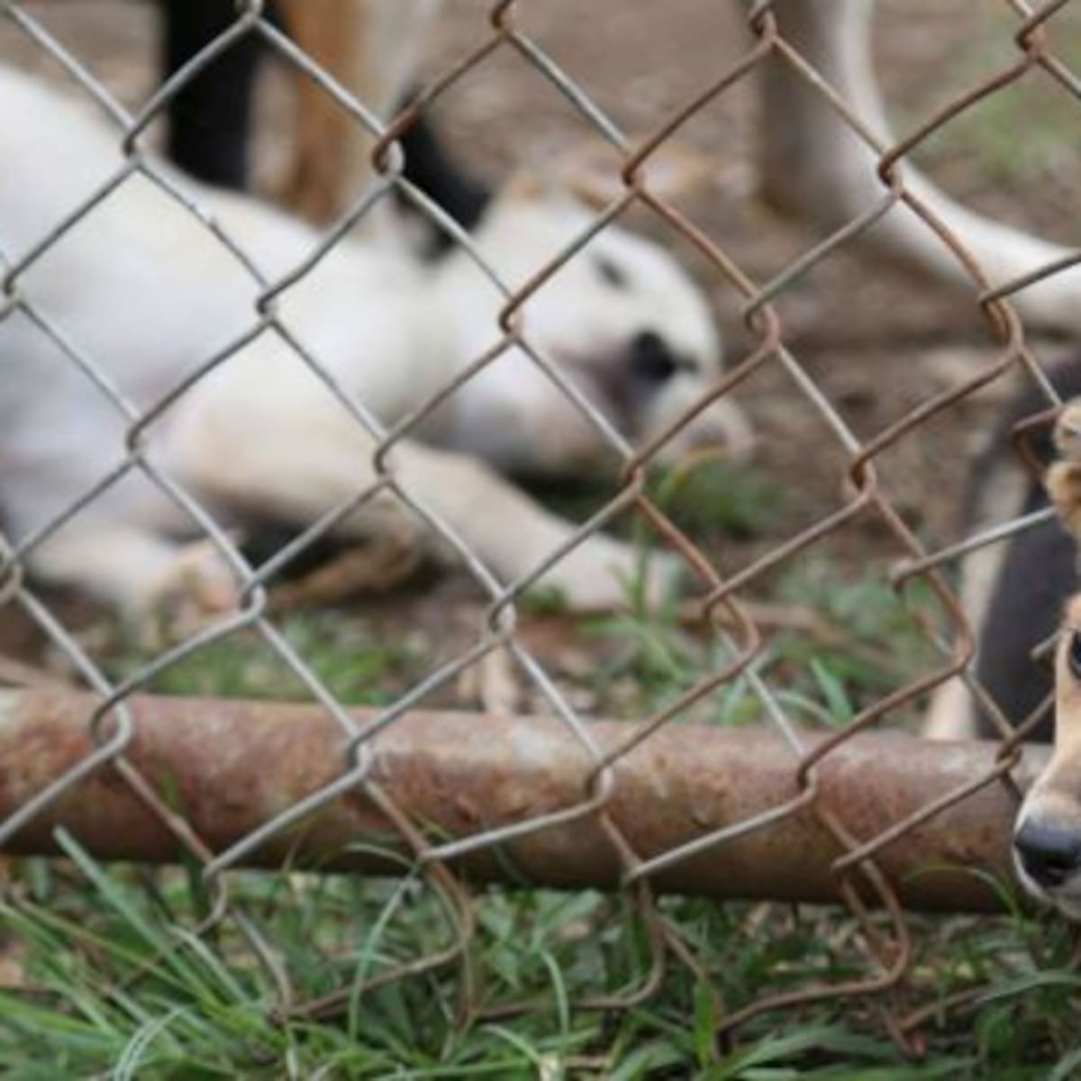 ¿Dónde firmo la Ley contra el maltrato animal?