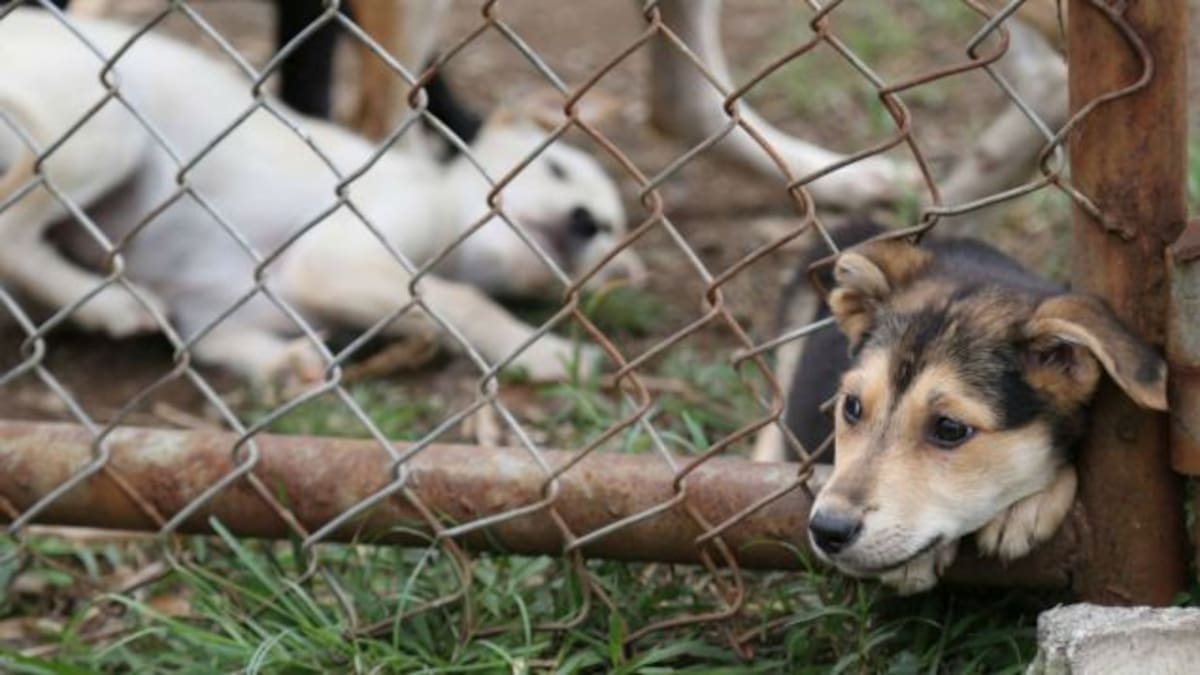 ¿Dónde firmo la Ley contra el maltrato animal?