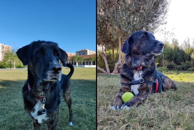 Sacar fotos nítidas de animales en ligero movimiento no es fácil.