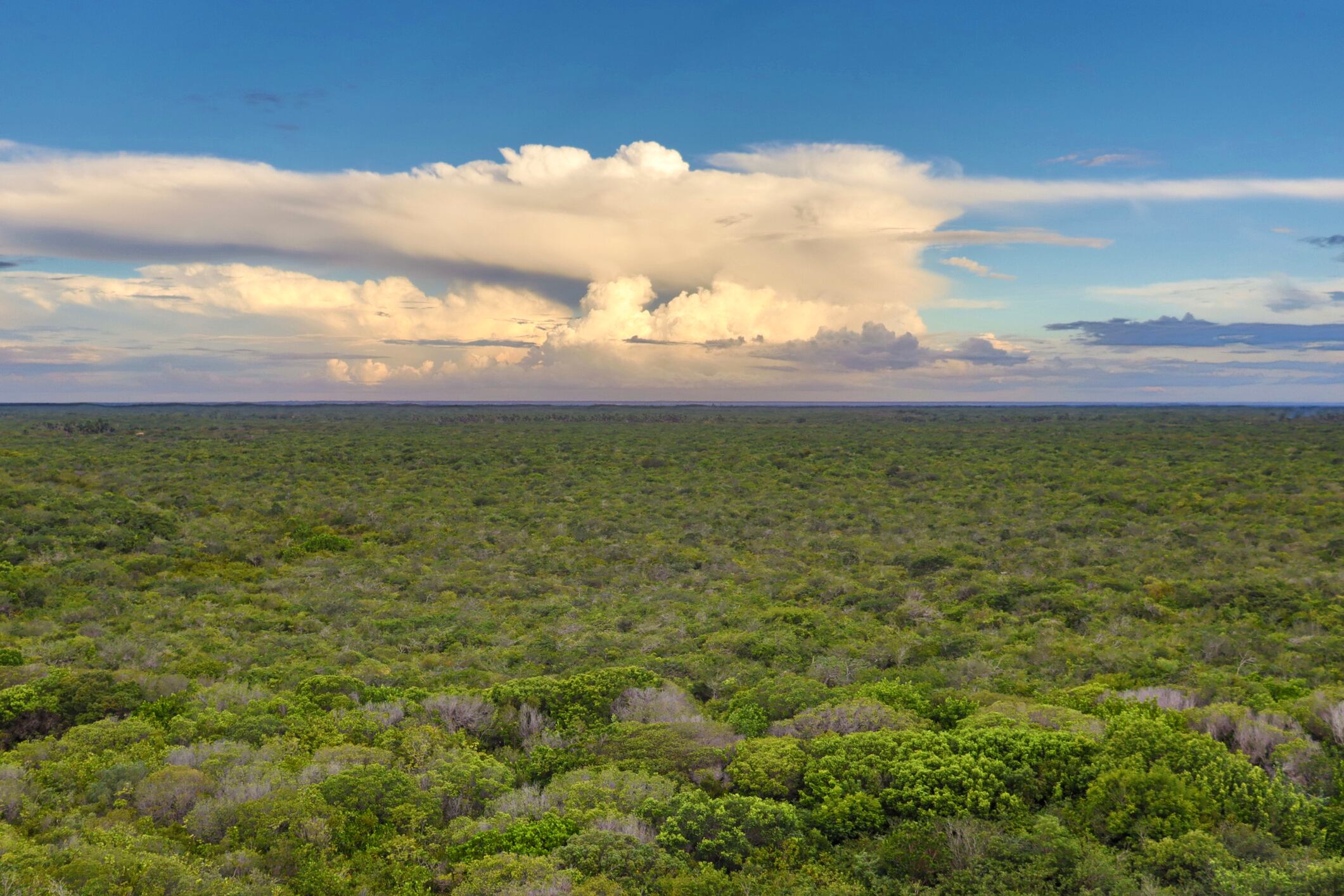 La selva amazónica necesita el polvo del desierto.