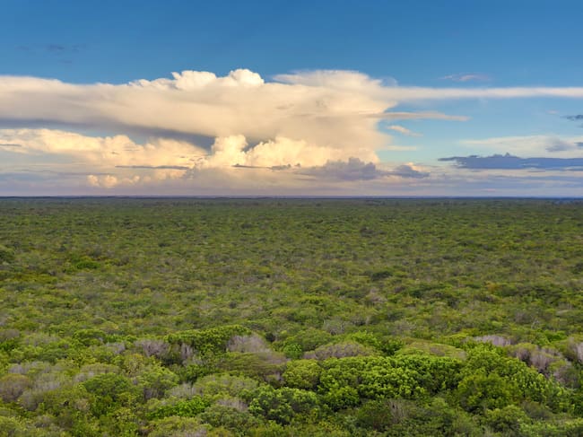La selva amazónica necesita el polvo del desierto.