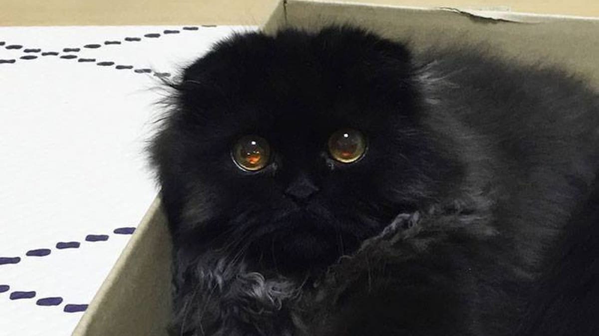 El gato con la mirada más rara del mundo