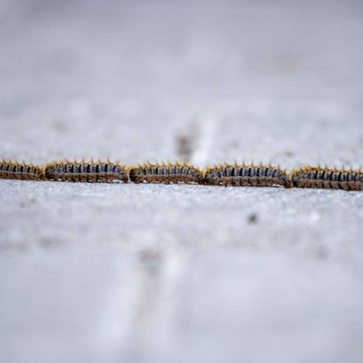 ¿Tienes perro? Mucho cuidado con la oruga procesionaria