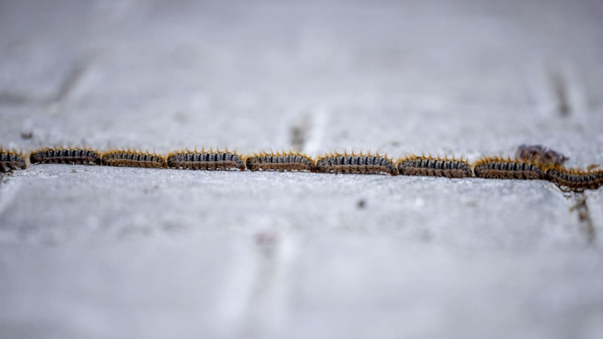 ¿Tienes perro? Mucho cuidado con la oruga procesionaria