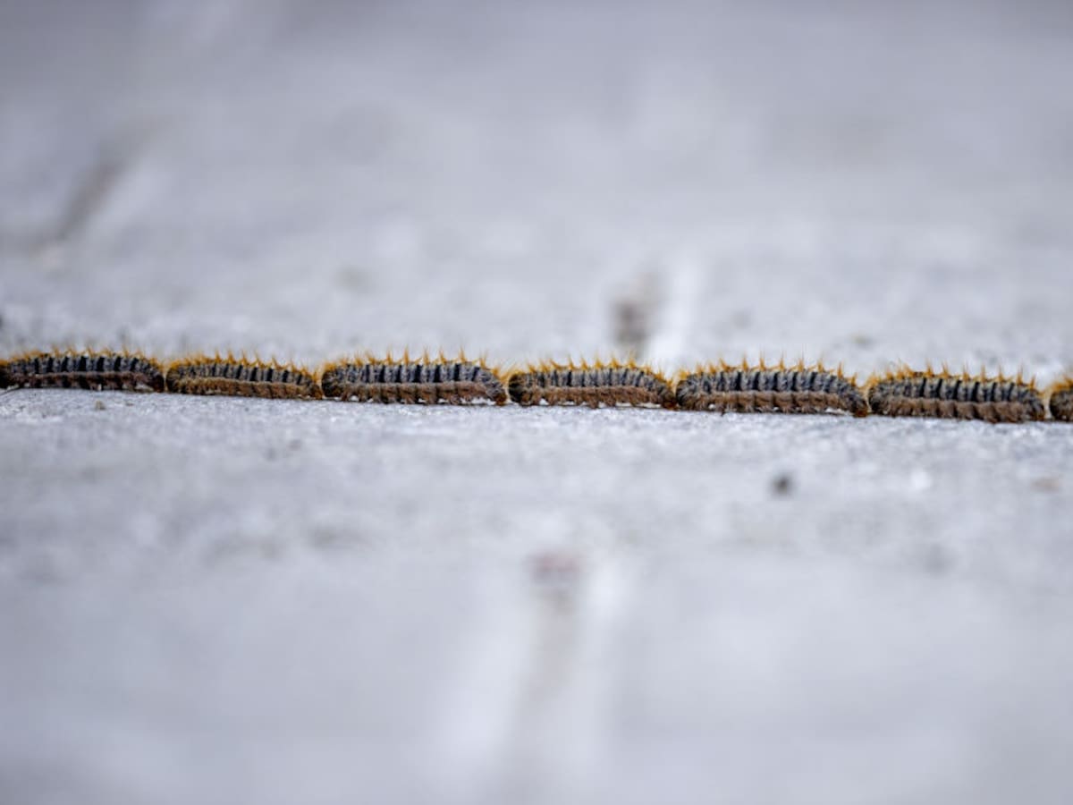 ¿Tienes perro? Mucho cuidado con la oruga procesionaria
