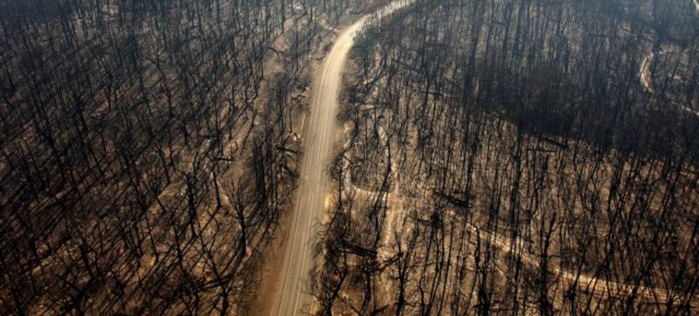 Cuanto Tarda Un Bosque En Recuperarse De Un Incendio