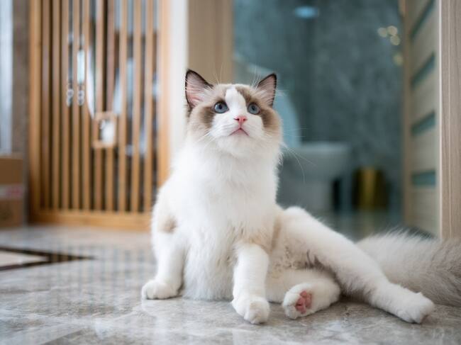 Gato Ragdoll