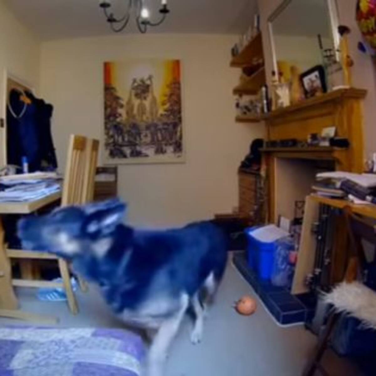 La emoción de estas familias al ver a sus perros solos en casa