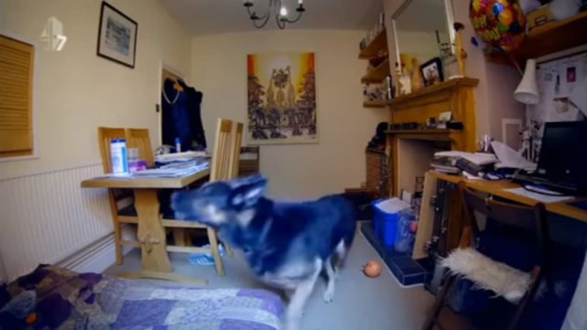 La emoción de estas familias al ver a sus perros solos en casa