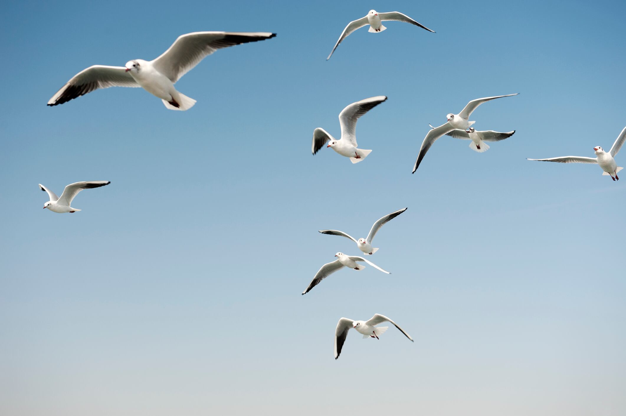 Las gaviotas se han multiplicado en Madrid.