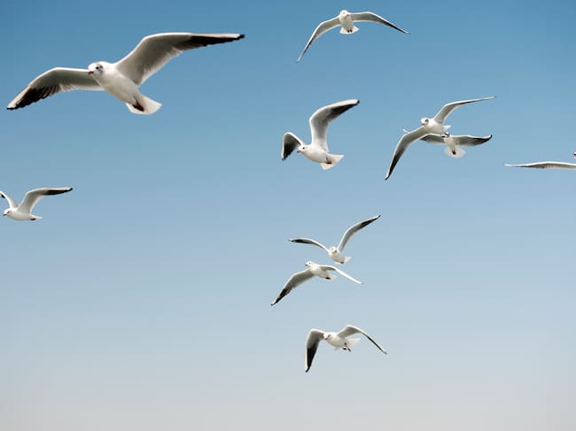 Las gaviotas se han multiplicado en Madrid.