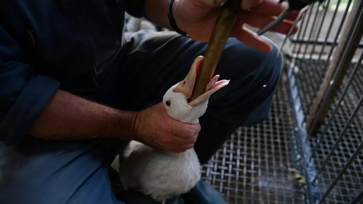 Así es el controvertido proceso de cría y engorde de los patos y ocas (foto: Aitor Garmendia/Igualdad Animal).