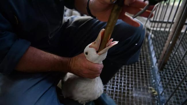Así es el controvertido proceso de cría y engorde de los patos y ocas (foto: Aitor Garmendia/Igualdad Animal).