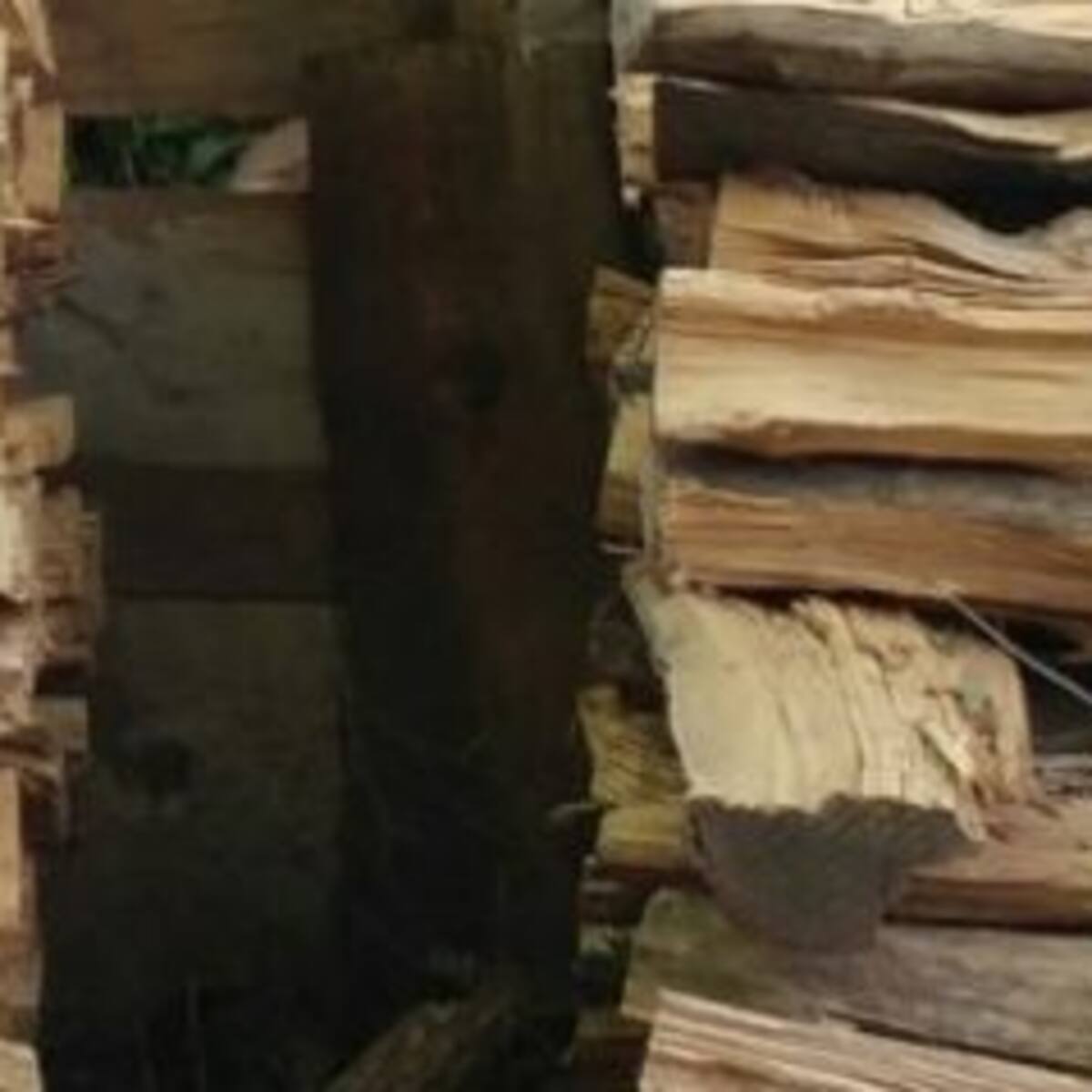 Desafío visual, ¿ves al gato?