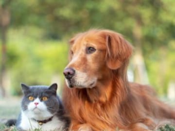 Cómo saber si tu gato o tu perro tienen frío y cómo protegerlos de él