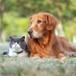 Cómo saber si tu gato o tu perro tienen frío y cómo protegerlos de él