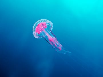 ¿Por qué hay cada vez más medusas en las playas?